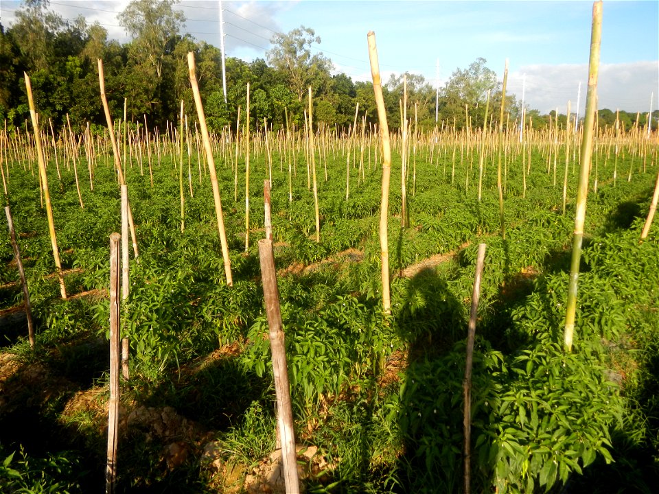 Paddy fields and vegetable (Capsicum annuum var. longum, Okra, Momordica charantia and Vigna unguiculata subsp. sesquipedalis) plantations in Upig - Bagong Barrio, San Ildefonso, Bulacan Barangays Upi