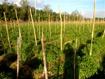 Paddy fields and vegetable (Capsicum annuum var. longum, Okra, Momordica charantia and Vigna unguiculata subsp. sesquipedalis) plantations in Upig - Bagong Barrio, San Ildefonso, Bulacan Barangays Upi