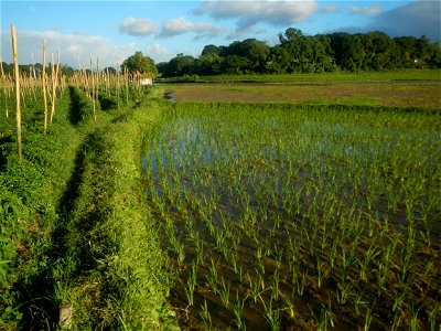 Paddy fields and vegetable (Capsicum annuum var. longum, Okra, Momordica charantia and Vigna unguiculata subsp. sesquipedalis) plantations in Upig - Bagong Barrio, San Ildefonso, Bulacan Barangays Upi