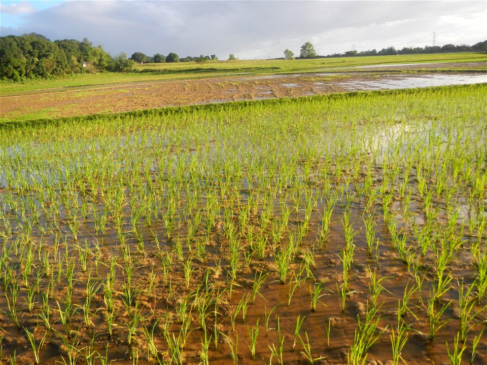 Paddy fields and vegetable (Capsicum annuum var. longum, Okra, Momordica charantia and Vigna unguiculata subsp. sesquipedalis) plantations in Upig - Bagong Barrio, San Ildefonso, Bulacan Barangays Upi