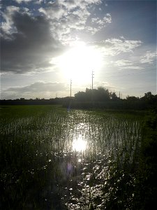 Paddy fields and vegetable (Capsicum annuum var. longum, Okra, Momordica charantia and Vigna unguiculata subsp. sesquipedalis) plantations in Upig - Bagong Barrio, San Ildefonso, Bulacan Barangays Upi