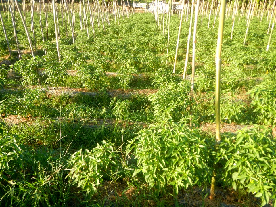 Paddy fields and vegetable (Capsicum annuum var. longum, Okra, Momordica charantia and Vigna unguiculata subsp. sesquipedalis) plantations in Upig - Bagong Barrio, San Ildefonso, Bulacan Barangays Upi