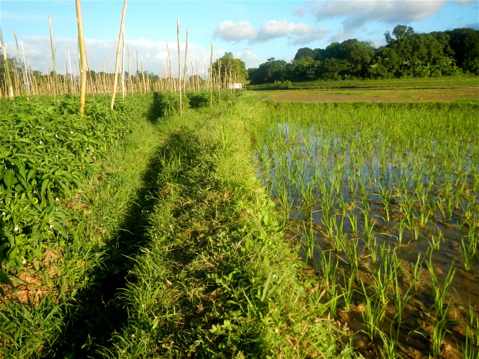 Paddy fields and vegetable (Capsicum annuum var. longum, Okra, Momordica charantia and Vigna unguiculata subsp. sesquipedalis) plantations in Upig - Bagong Barrio, San Ildefonso, Bulacan Barangays Upi