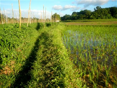 Paddy fields and vegetable (Capsicum annuum var. longum, Okra, Momordica charantia and Vigna unguiculata subsp. sesquipedalis) plantations in Upig - Bagong Barrio, San Ildefonso, Bulacan Barangays Upi