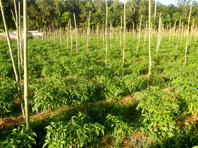 Paddy fields and vegetable (Capsicum annuum var. longum, Okra, Momordica charantia and Vigna unguiculata subsp. sesquipedalis) plantations in Upig - Bagong Barrio, San Ildefonso, Bulacan Barangays Upi