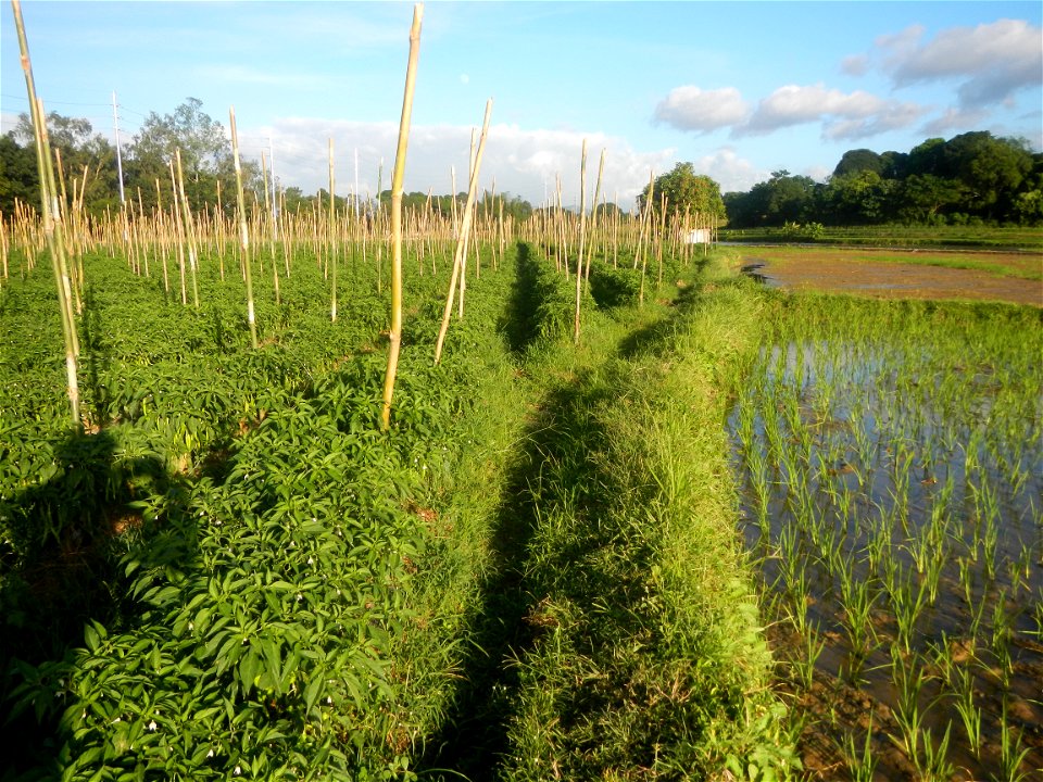 Paddy fields and vegetable (Capsicum annuum var. longum, Okra, Momordica charantia and Vigna unguiculata subsp. sesquipedalis) plantations in Upig - Bagong Barrio, San Ildefonso, Bulacan Barangays Upi