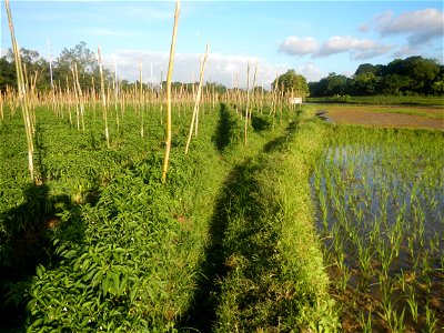 Paddy fields and vegetable (Capsicum annuum var. longum, Okra, Momordica charantia and Vigna unguiculata subsp. sesquipedalis) plantations in Upig - Bagong Barrio, San Ildefonso, Bulacan Barangays Upi