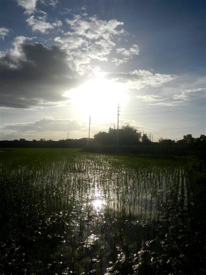 Paddy fields and vegetable (Capsicum annuum var. longum, Okra, Momordica charantia and Vigna unguiculata subsp. sesquipedalis) plantations in Upig - Bagong Barrio, San Ildefonso, Bulacan Barangays Upi