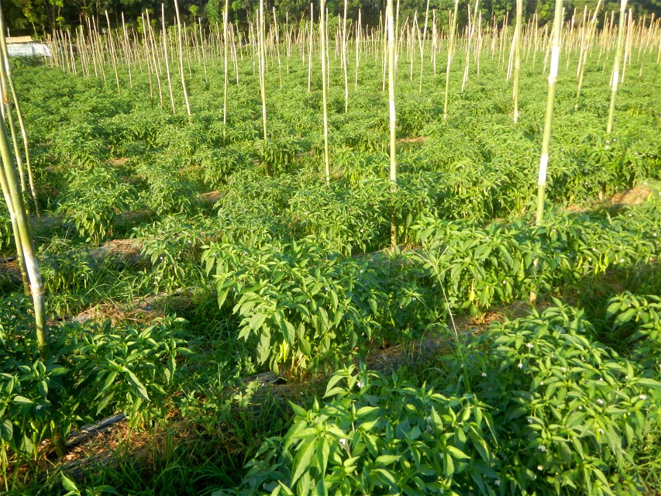 Paddy fields and vegetable (Capsicum annuum var. longum, Okra, Momordica charantia and Vigna unguiculata subsp. sesquipedalis) plantations in Upig - Bagong Barrio, San Ildefonso, Bulacan Barangays Upi