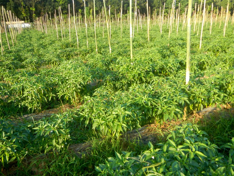 Paddy fields and vegetable (Capsicum annuum var. longum, Okra, Momordica charantia and Vigna unguiculata subsp. sesquipedalis) plantations in Upig - Bagong Barrio, San Ildefonso, Bulacan Barangays Upi