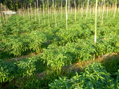 Paddy fields and vegetable (Capsicum annuum var. longum, Okra, Momordica charantia and Vigna unguiculata subsp. sesquipedalis) plantations in Upig - Bagong Barrio, San Ildefonso, Bulacan Barangays Upi
