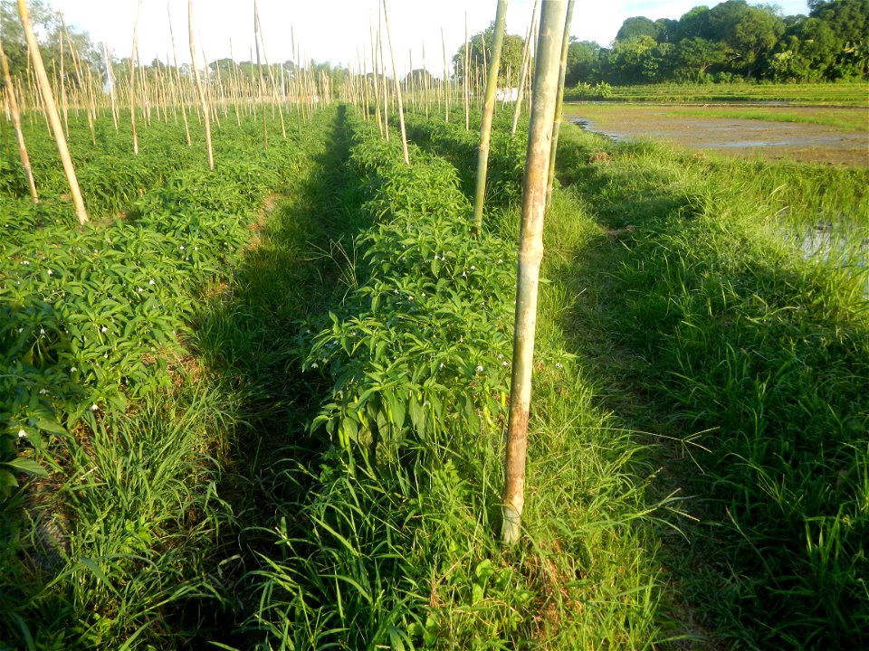 Paddy fields and vegetable (Capsicum annuum var. longum, Okra, Momordica charantia and Vigna unguiculata subsp. sesquipedalis) plantations in Upig - Bagong Barrio, San Ildefonso, Bulacan Barangays Upi