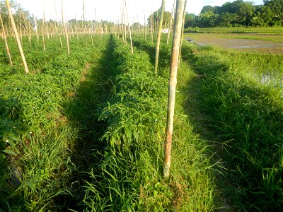 Paddy fields and vegetable (Capsicum annuum var. longum, Okra, Momordica charantia and Vigna unguiculata subsp. sesquipedalis) plantations in Upig - Bagong Barrio, San Ildefonso, Bulacan Barangays Upi