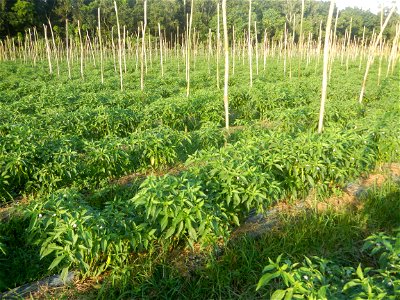 Paddy fields and vegetable (Capsicum annuum var. longum, Okra, Momordica charantia and Vigna unguiculata subsp. sesquipedalis) plantations in Upig - Bagong Barrio, San Ildefonso, Bulacan Barangays Upi