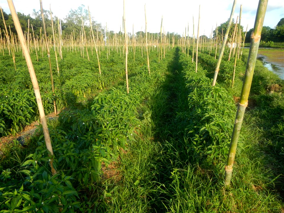 Paddy fields and vegetable (Capsicum annuum var. longum, Okra, Momordica charantia and Vigna unguiculata subsp. sesquipedalis) plantations in Upig - Bagong Barrio, San Ildefonso, Bulacan Barangays Upi