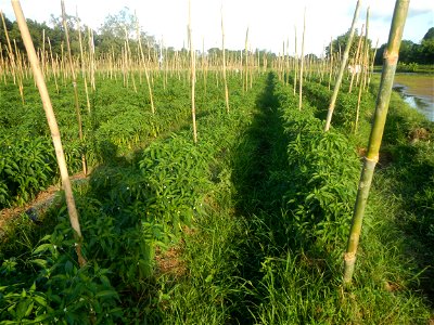 Paddy fields and vegetable (Capsicum annuum var. longum, Okra, Momordica charantia and Vigna unguiculata subsp. sesquipedalis) plantations in Upig - Bagong Barrio, San Ildefonso, Bulacan Barangays Upi