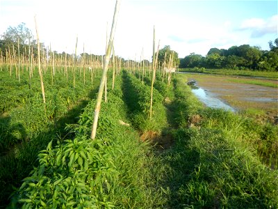 Paddy fields and vegetable (Capsicum annuum var. longum, Okra, Momordica charantia and Vigna unguiculata subsp. sesquipedalis) plantations in Upig - Bagong Barrio, San Ildefonso, Bulacan Barangays Upi