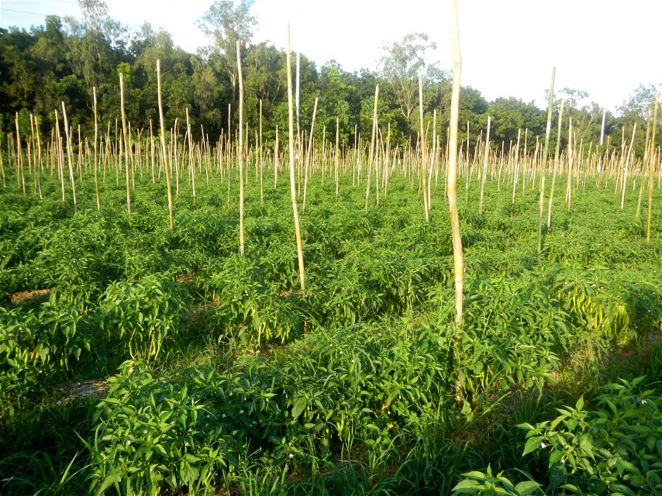 Paddy fields and vegetable (Capsicum annuum var. longum, Okra, Momordica charantia and Vigna unguiculata subsp. sesquipedalis) plantations in Upig - Bagong Barrio, San Ildefonso, Bulacan Barangays Upi