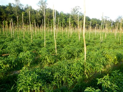 Paddy fields and vegetable (Capsicum annuum var. longum, Okra, Momordica charantia and Vigna unguiculata subsp. sesquipedalis) plantations in Upig - Bagong Barrio, San Ildefonso, Bulacan Barangays Upi