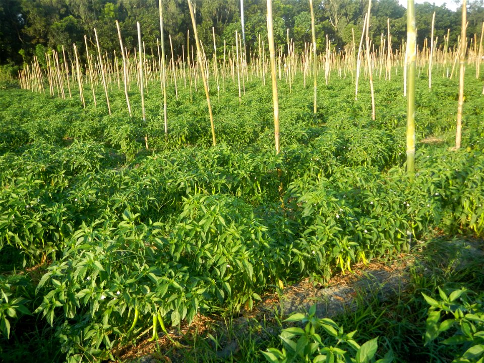 Paddy fields and vegetable (Capsicum annuum var. longum, Okra, Momordica charantia and Vigna unguiculata subsp. sesquipedalis) plantations in Upig - Bagong Barrio, San Ildefonso, Bulacan Barangays Upi