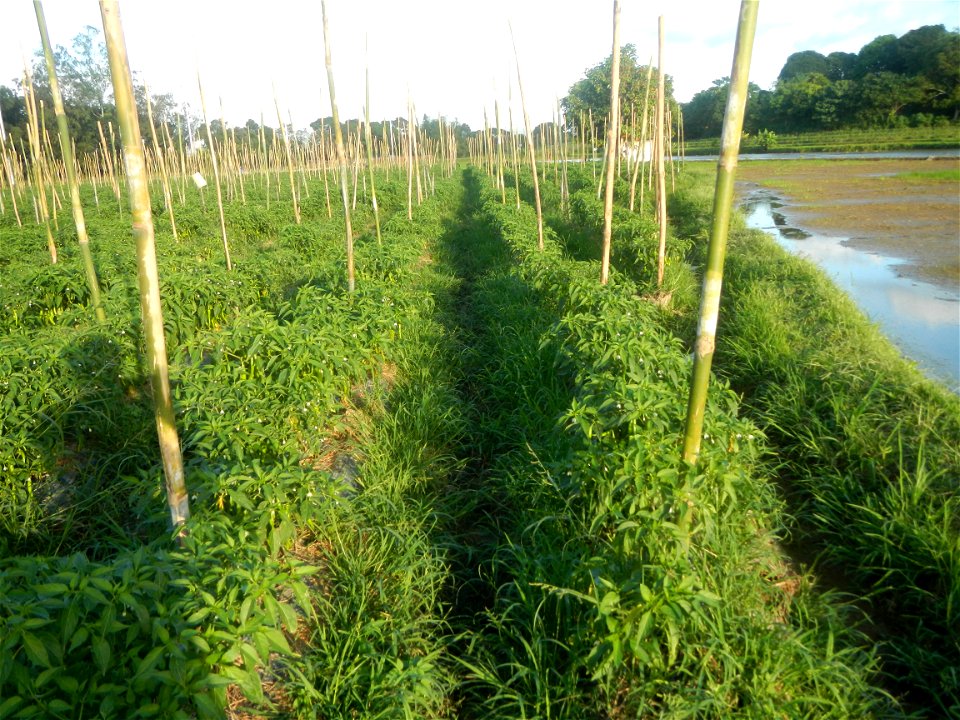 Paddy fields and vegetable (Capsicum annuum var. longum, Okra, Momordica charantia and Vigna unguiculata subsp. sesquipedalis) plantations in Upig - Bagong Barrio, San Ildefonso, Bulacan Barangays Upi