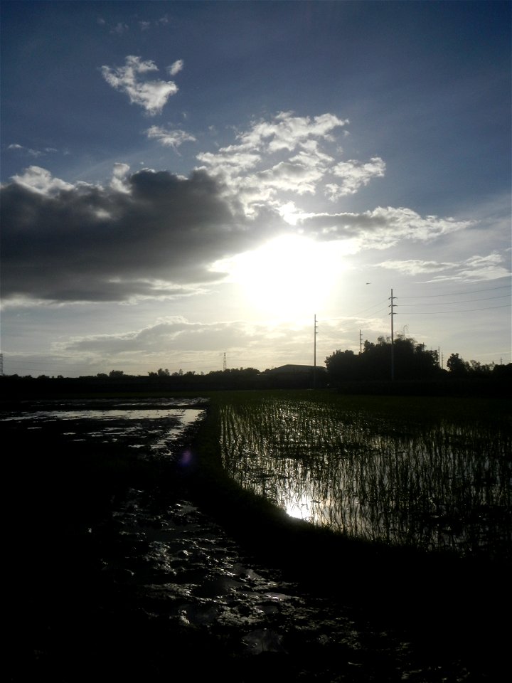 Paddy fields and vegetable (Capsicum annuum var. longum, Okra, Momordica charantia and Vigna unguiculata subsp. sesquipedalis) plantations in Upig - Bagong Barrio, San Ildefonso, Bulacan Barangays Upi