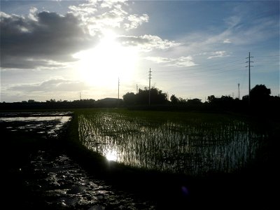 Paddy fields and vegetable (Capsicum annuum var. longum, Okra, Momordica charantia and Vigna unguiculata subsp. sesquipedalis) plantations in Upig - Bagong Barrio, San Ildefonso, Bulacan Barangays Upi
