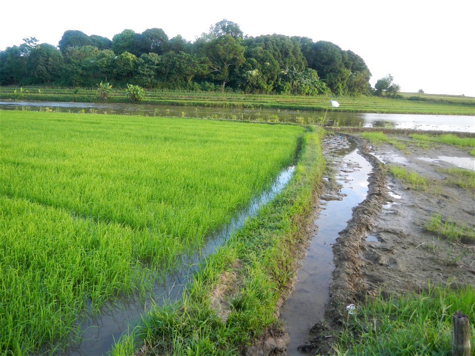 Paddy fields and vegetable (Capsicum annuum var. longum, Okra, Momordica charantia and Vigna unguiculata subsp. sesquipedalis) plantations in Upig - Bagong Barrio, San Ildefonso, Bulacan Barangays Upi