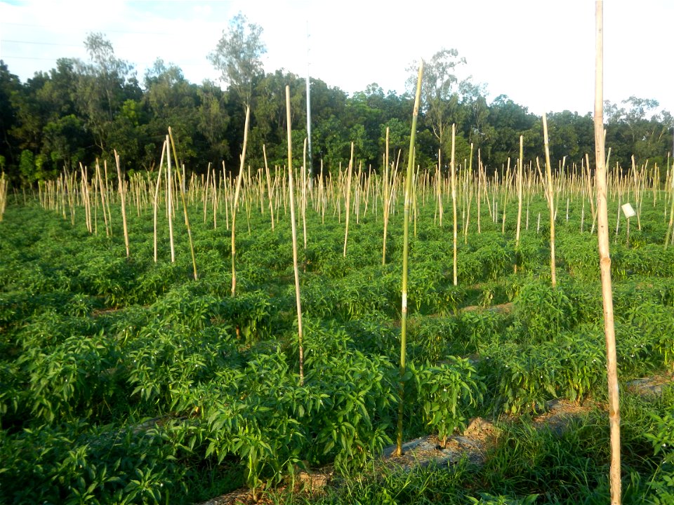 Paddy fields and vegetable (Capsicum annuum var. longum, Okra, Momordica charantia and Vigna unguiculata subsp. sesquipedalis) plantations in Upig - Bagong Barrio, San Ildefonso, Bulacan Barangays Upi