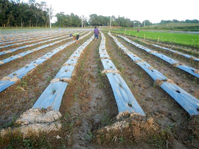 Paddy fields and vegetable (Capsicum annuum var. longum, Okra, Momordica charantia and Vigna unguiculata subsp. sesquipedalis) plantations in Upig - Bagong Barrio, San Ildefonso, Bulacan Barangays Upi