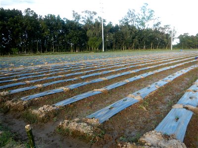 Paddy fields and vegetable (Capsicum annuum var. longum, Okra, Momordica charantia and Vigna unguiculata subsp. sesquipedalis) plantations in Upig - Bagong Barrio, San Ildefonso, Bulacan Barangays Upi