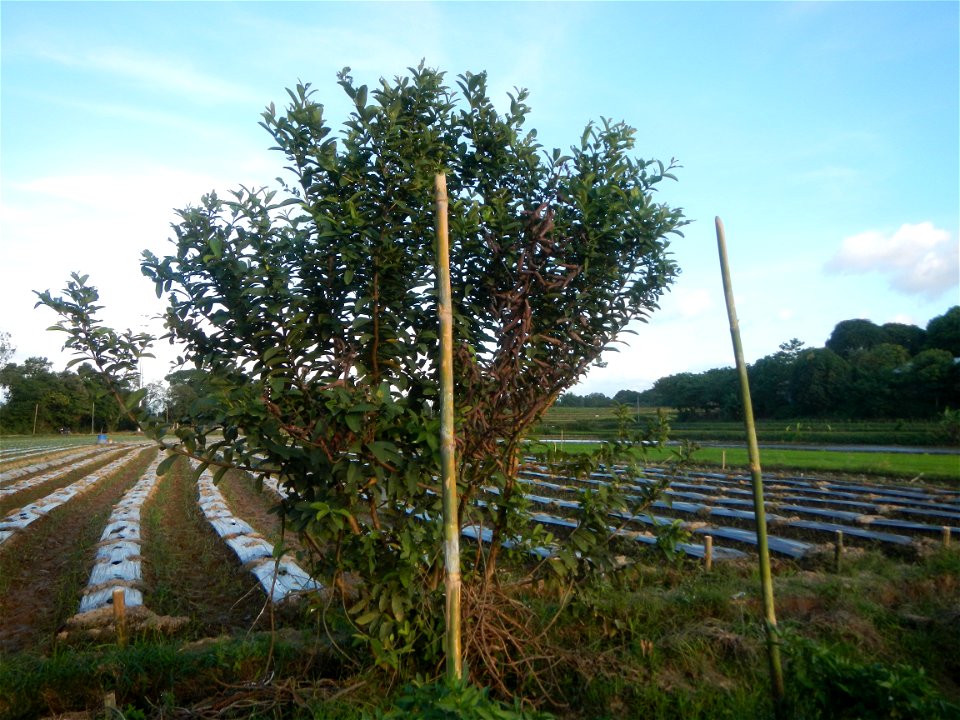 Paddy fields and vegetable (Capsicum annuum var. longum, Okra, Momordica charantia and Vigna unguiculata subsp. sesquipedalis) plantations in Upig - Bagong Barrio, San Ildefonso, Bulacan Barangays Upi