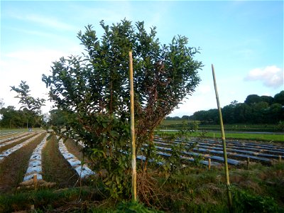 Paddy fields and vegetable (Capsicum annuum var. longum, Okra, Momordica charantia and Vigna unguiculata subsp. sesquipedalis) plantations in Upig - Bagong Barrio, San Ildefonso, Bulacan Barangays Upi