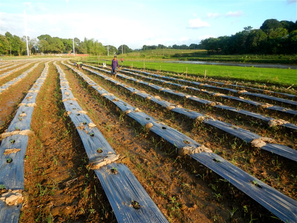 Paddy fields and vegetable (Capsicum annuum var. longum, Okra, Momordica charantia and Vigna unguiculata subsp. sesquipedalis) plantations in Upig - Bagong Barrio, San Ildefonso, Bulacan Barangays Upi