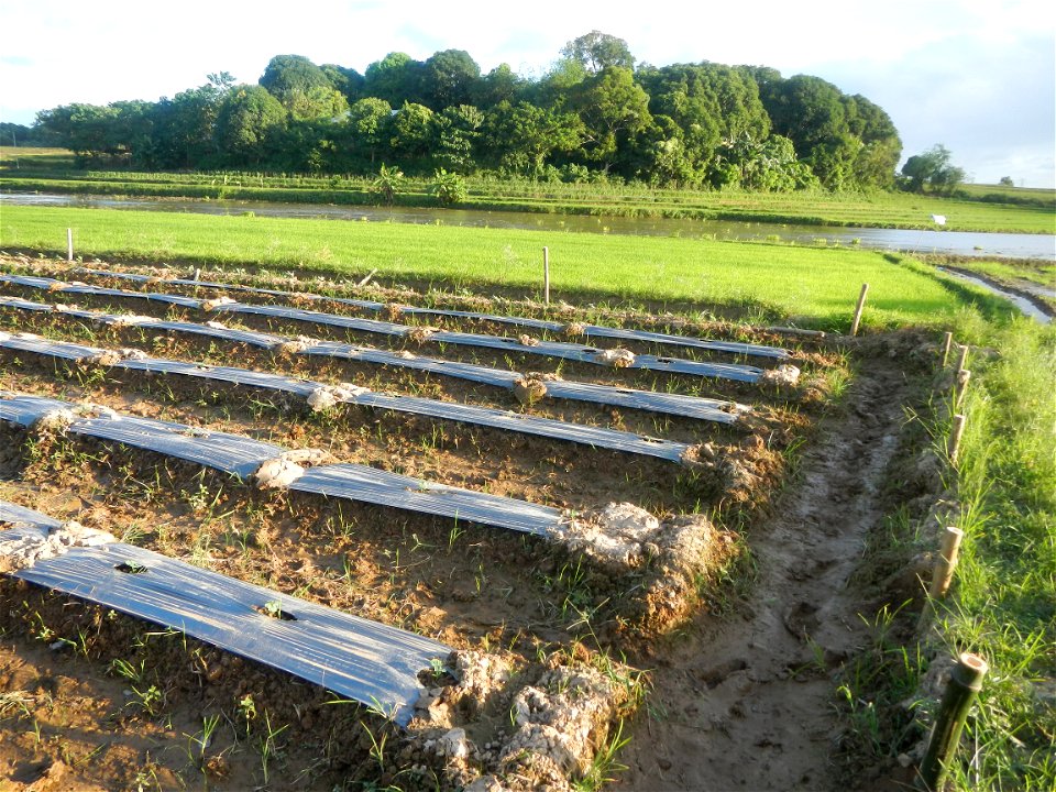 Paddy fields and vegetable (Capsicum annuum var. longum, Okra, Momordica charantia and Vigna unguiculata subsp. sesquipedalis) plantations in Upig - Bagong Barrio, San Ildefonso, Bulacan Barangays Upi