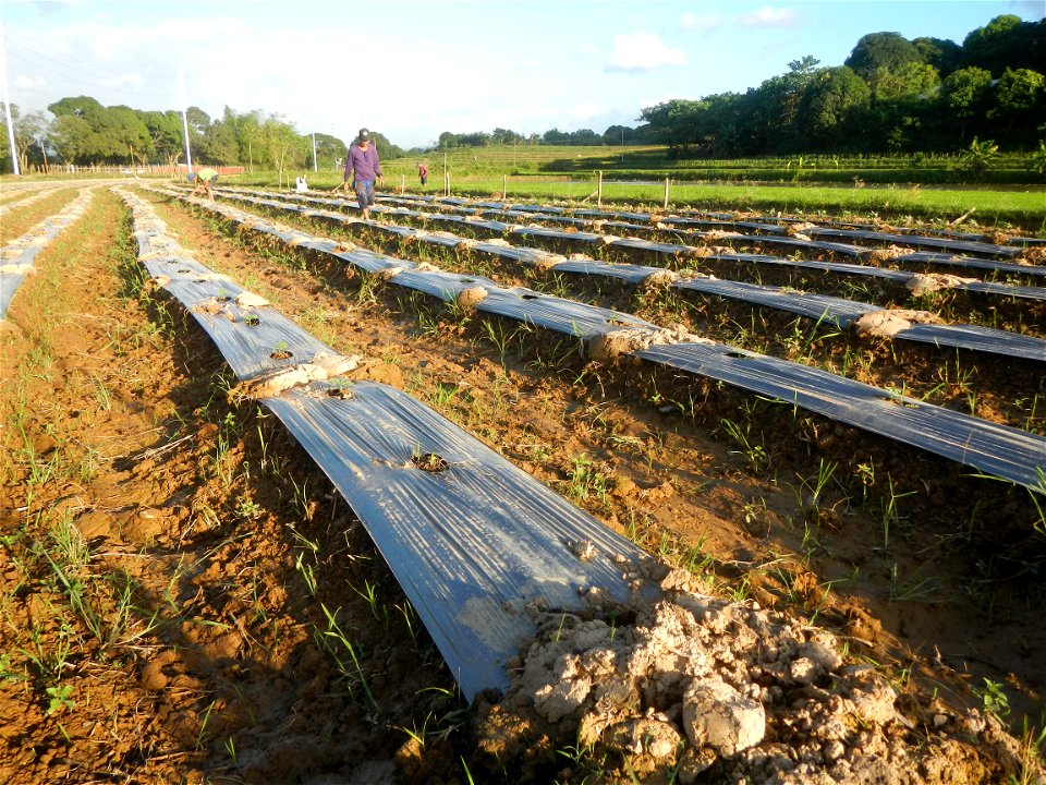 Paddy fields and vegetable (Capsicum annuum var. longum, Okra, Momordica charantia and Vigna unguiculata subsp. sesquipedalis) plantations in Upig - Bagong Barrio, San Ildefonso, Bulacan Barangays Upi