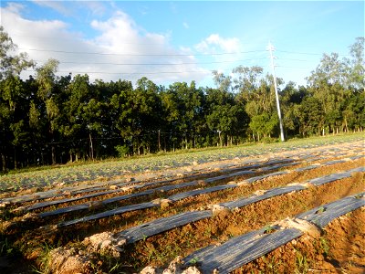 Paddy fields and vegetable (Capsicum annuum var. longum, Okra, Momordica charantia and Vigna unguiculata subsp. sesquipedalis) plantations in Upig - Bagong Barrio, San Ildefonso, Bulacan Barangays Upi
