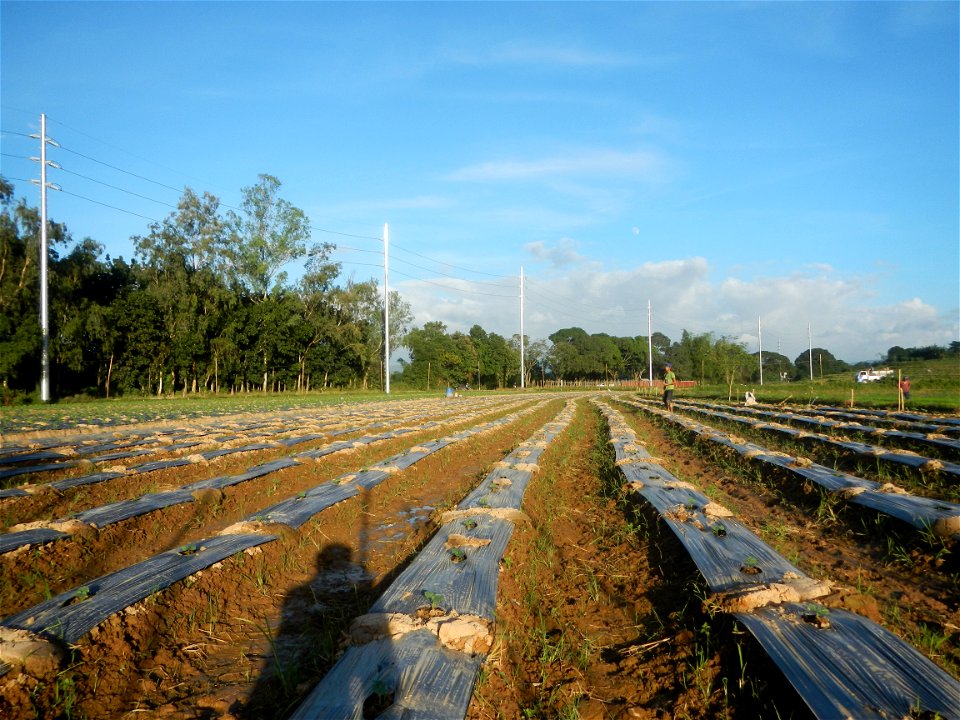 Paddy fields and vegetable (Capsicum annuum var. longum, Okra, Momordica charantia and Vigna unguiculata subsp. sesquipedalis) plantations in Upig - Bagong Barrio, San Ildefonso, Bulacan Barangays Upi