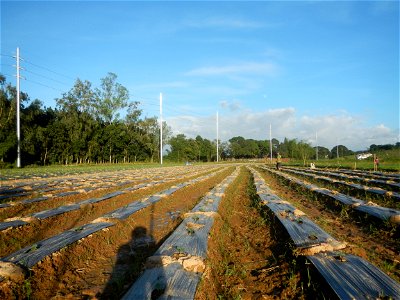 Paddy fields and vegetable (Capsicum annuum var. longum, Okra, Momordica charantia and Vigna unguiculata subsp. sesquipedalis) plantations in Upig - Bagong Barrio, San Ildefonso, Bulacan Barangays Upi