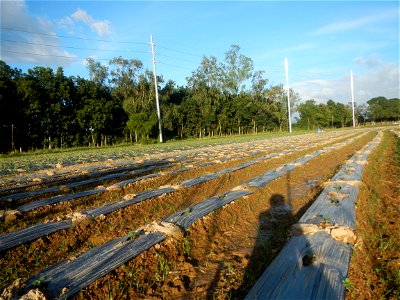 Paddy fields and vegetable (Capsicum annuum var. longum, Okra, Momordica charantia and Vigna unguiculata subsp. sesquipedalis) plantations in Upig - Bagong Barrio, San Ildefonso, Bulacan Barangays Upi