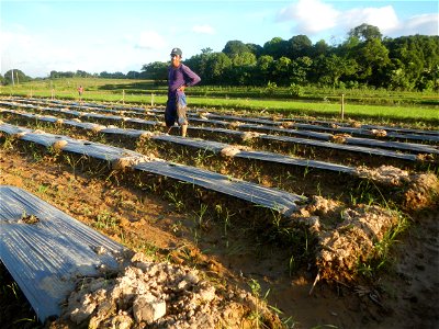 Paddy fields and vegetable (Capsicum annuum var. longum, Okra, Momordica charantia and Vigna unguiculata subsp. sesquipedalis) plantations in Upig - Bagong Barrio, San Ildefonso, Bulacan Barangays Upi
