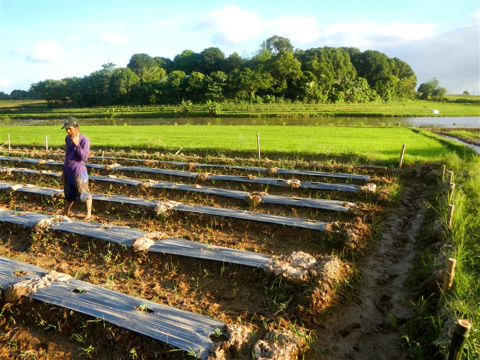 Paddy fields and vegetable (Capsicum annuum var. longum, Okra, Momordica charantia and Vigna unguiculata subsp. sesquipedalis) plantations in Upig - Bagong Barrio, San Ildefonso, Bulacan Barangays Upi