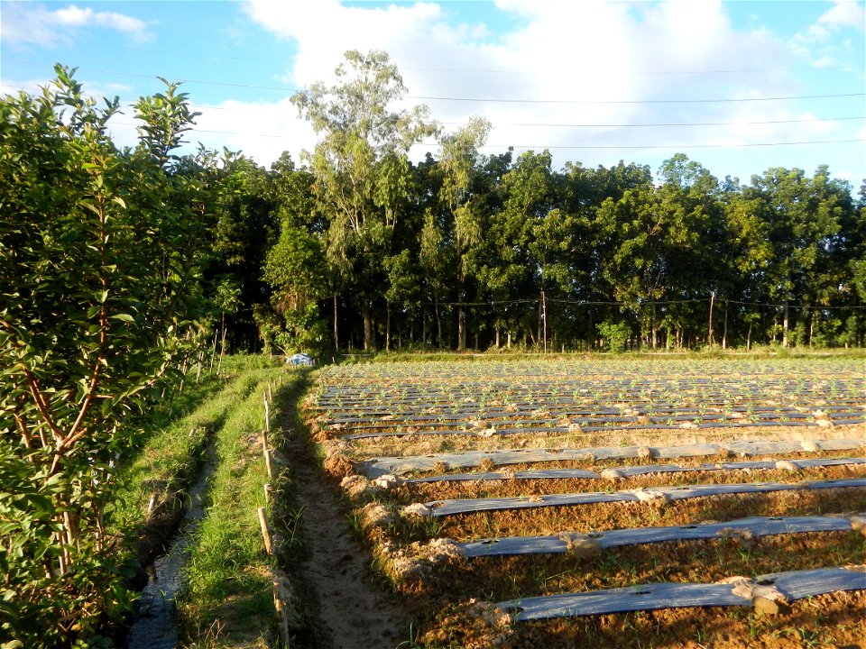Paddy fields and vegetable (Capsicum annuum var. longum, Okra, Momordica charantia and Vigna unguiculata subsp. sesquipedalis) plantations in Upig - Bagong Barrio, San Ildefonso, Bulacan Barangays Upi