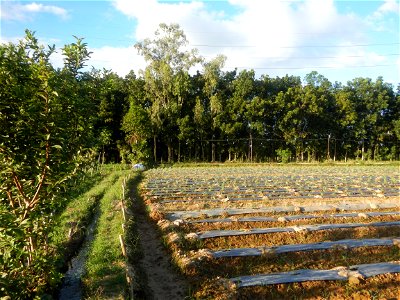 Paddy fields and vegetable (Capsicum annuum var. longum, Okra, Momordica charantia and Vigna unguiculata subsp. sesquipedalis) plantations in Upig - Bagong Barrio, San Ildefonso, Bulacan Barangays Upi