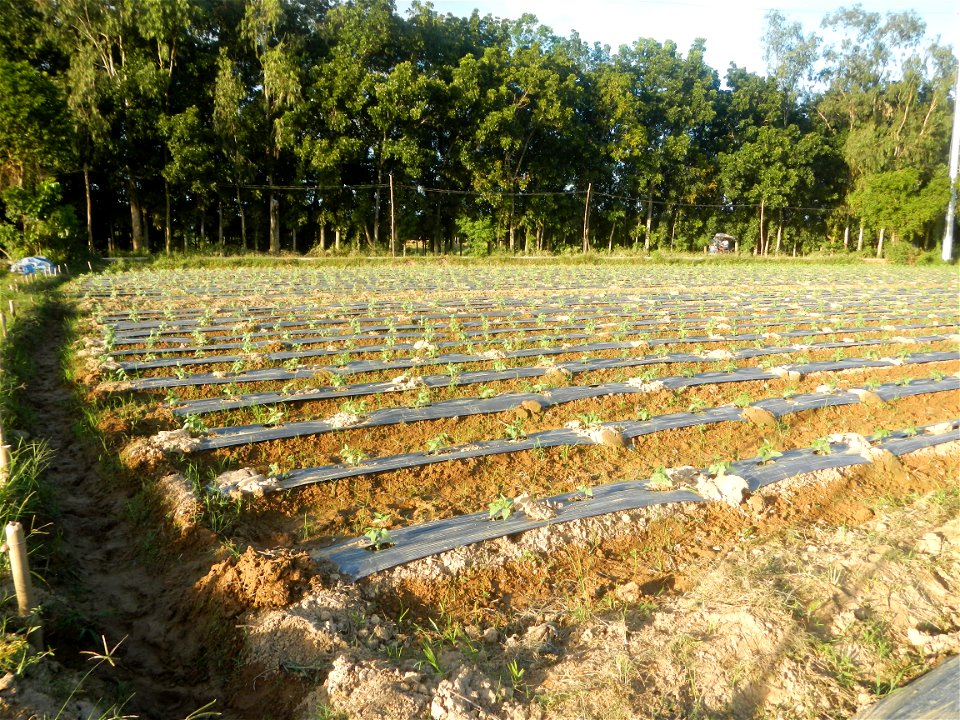 Paddy fields and vegetable (Capsicum annuum var. longum, Okra, Momordica charantia and Vigna unguiculata subsp. sesquipedalis) plantations in Upig - Bagong Barrio, San Ildefonso, Bulacan Barangays Upi