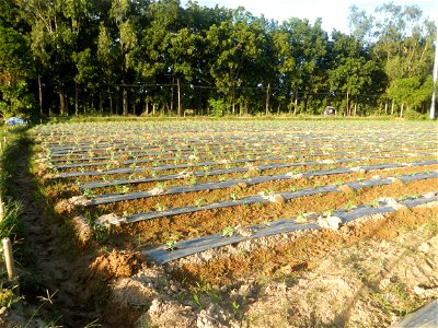 Paddy fields and vegetable (Capsicum annuum var. longum, Okra, Momordica charantia and Vigna unguiculata subsp. sesquipedalis) plantations in Upig - Bagong Barrio, San Ildefonso, Bulacan Barangays Upi