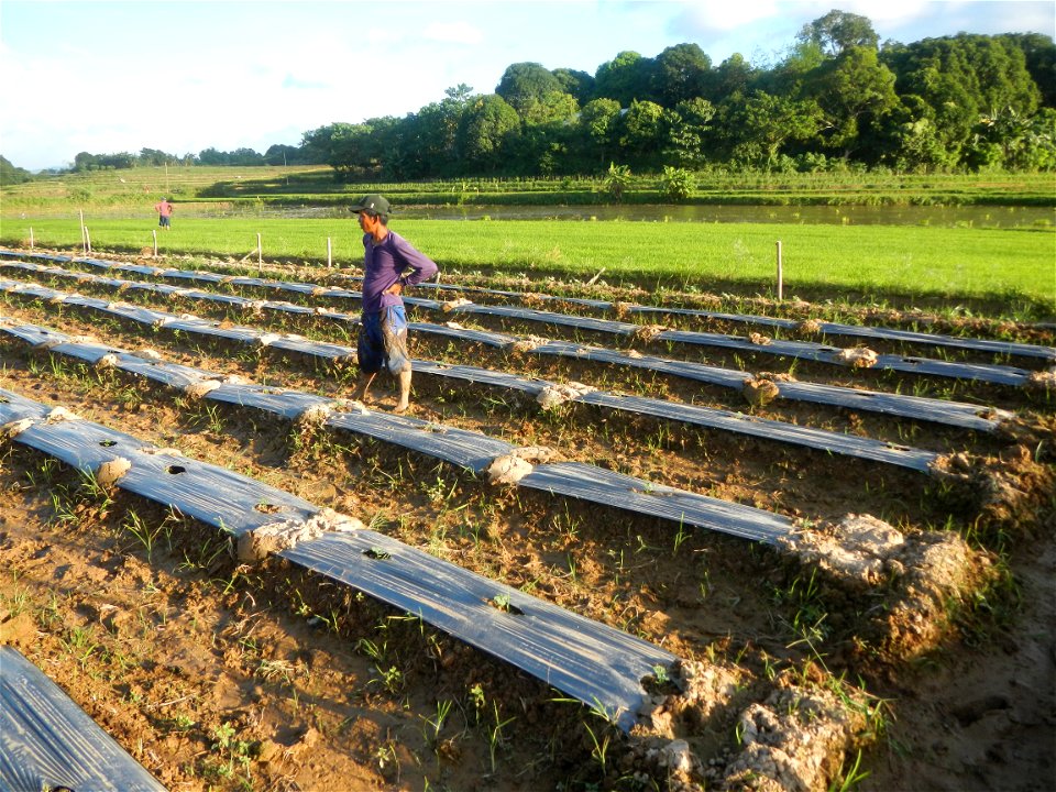 Paddy fields and vegetable (Capsicum annuum var. longum, Okra, Momordica charantia and Vigna unguiculata subsp. sesquipedalis) plantations in Upig - Bagong Barrio, San Ildefonso, Bulacan Barangays Upi