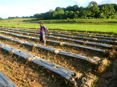 Paddy fields and vegetable (Capsicum annuum var. longum, Okra, Momordica charantia and Vigna unguiculata subsp. sesquipedalis) plantations in Upig - Bagong Barrio, San Ildefonso, Bulacan Barangays Upi