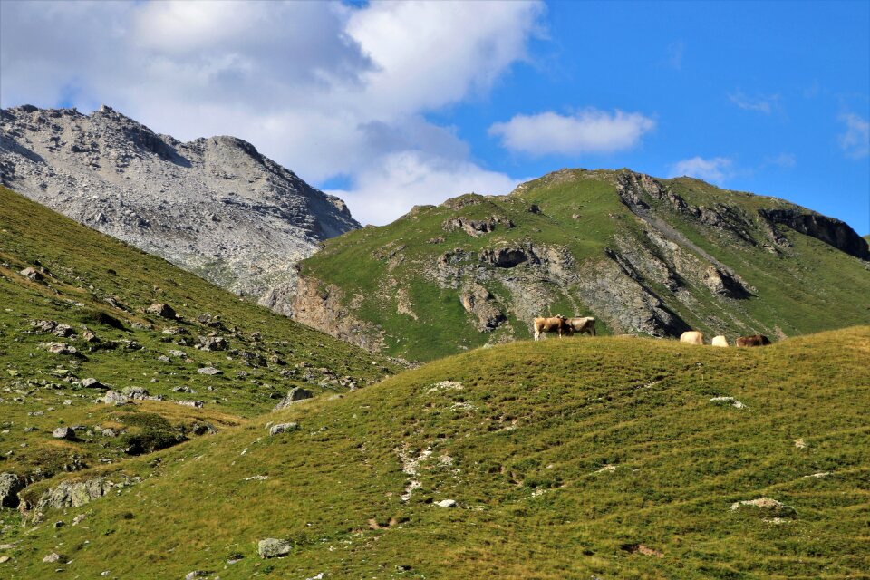 Clouds landscape cows