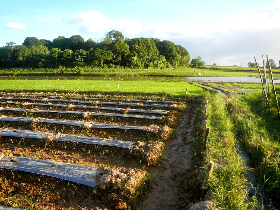 Paddy fields and vegetable (Capsicum annuum var. longum, Okra, Momordica charantia and Vigna unguiculata subsp. sesquipedalis) plantations in Upig - Bagong Barrio, San Ildefonso, Bulacan Barangays Upi